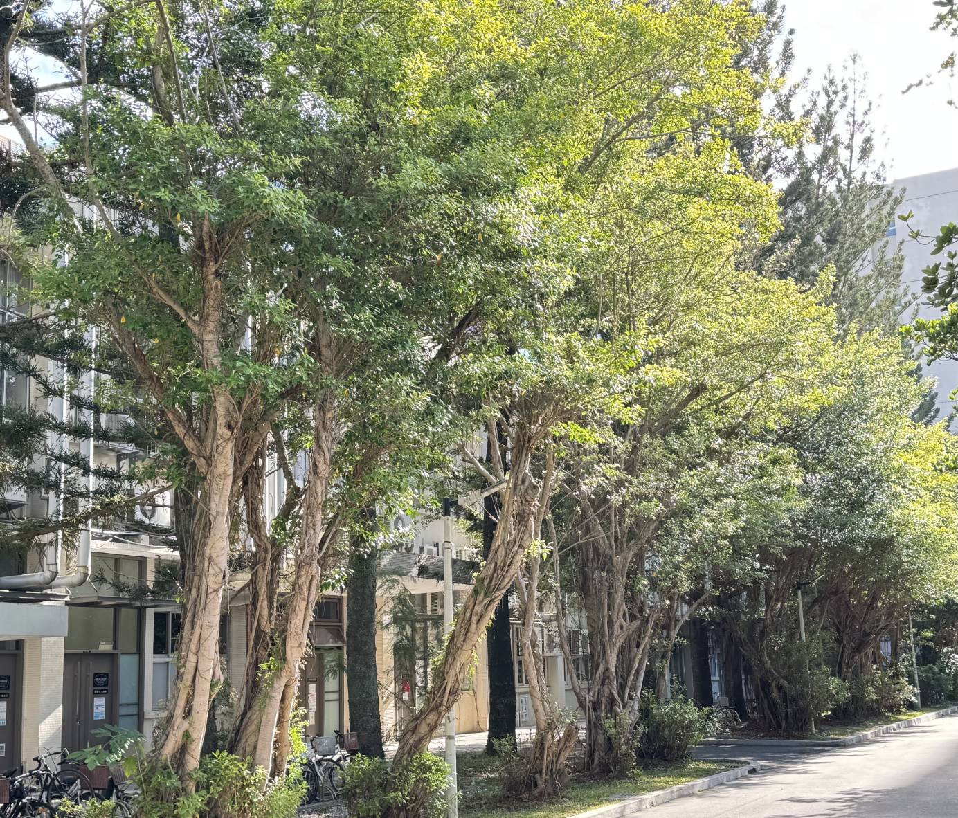 12月23日工程一館旁榕樹復育後景象。