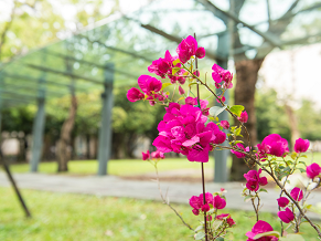 114學年度第一學期「期末課程評量」自114年11月28日起至114年12月14日止實施，請儘速上網填答！